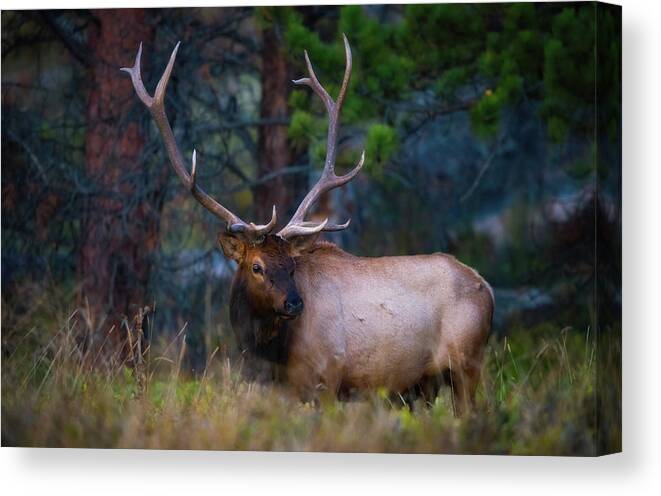 Elk Canvas Print featuring the photograph Rocky Mountain Elk #2 by Darren White
