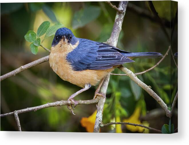 Colombia Canvas Print featuring the photograph Rusty Flowerpiercer Minca Magdalena Colombia #2 by Adam Rainoff