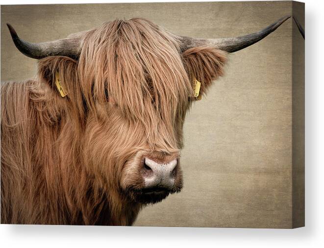 Scottish Highlander Canvas Print featuring the digital art Scottish Highlander Portrait #2 by Marjolein Van Middelkoop
