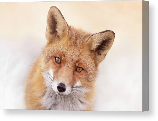 Fox Canvas Print featuring the photograph That Foxy Face #2 by Roeselien Raimond