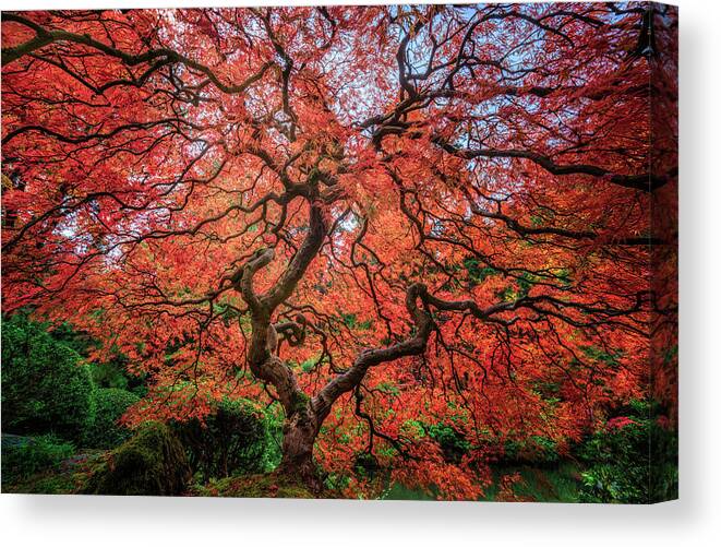 #treeoflifetogether Canvas Print featuring the photograph Tree of Life #2 by David Soldano