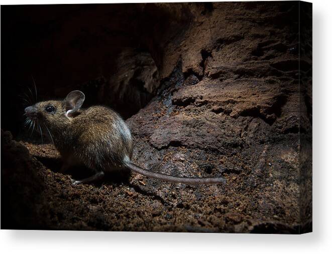 Cheese Canvas Print featuring the photograph Wood Mouse (Apodemus sylvaticus) #2 by DamianKuzdak