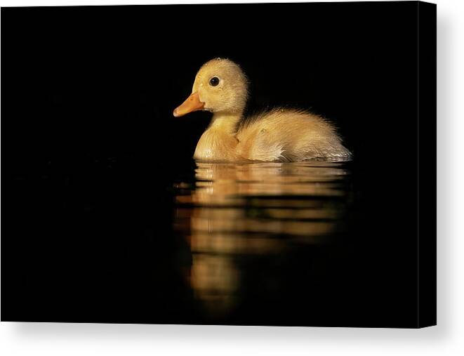 Yellow Duckling Canvas Print featuring the photograph Yellow Duckling #2 by Roeselien Raimond