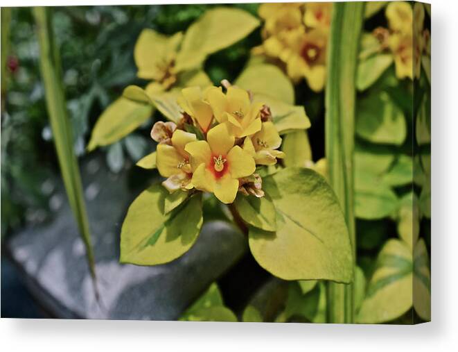 Flowers Canvas Print featuring the photograph 2020 Mid June Garden Container 1 by Janis Senungetuk