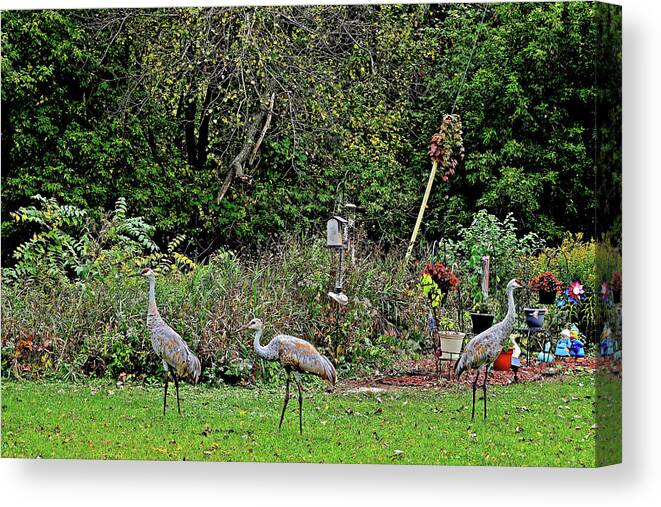 Sandhill Cranes; Backyard; Birds; Canvas Print featuring the photograph 2021 Fall Sandhill Cranes 4 by Janis Senungetuk