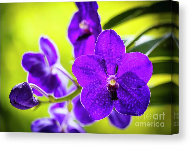 Background Canvas Print featuring the photograph Purple Orchid Flowers #27 by Raul Rodriguez