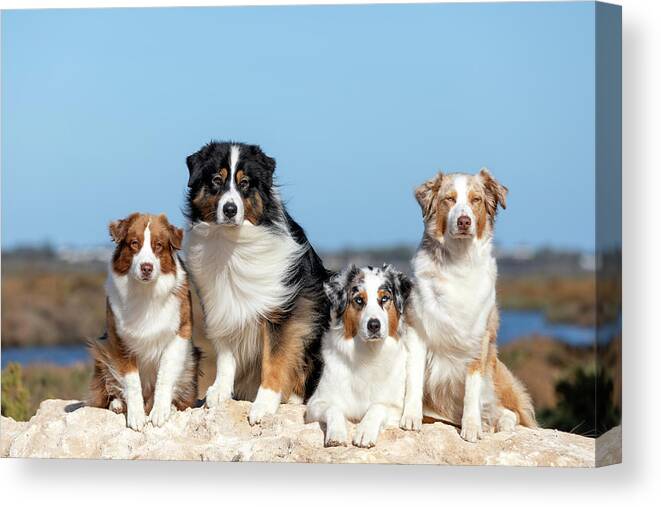 Australian Shepherd Canvas Print featuring the photograph Australian Shepherds #4 by Diana Andersen