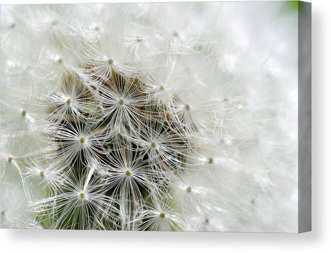 Flowers Canvas Print featuring the photograph Dandelion, Cowichan Valley, Vancouver Island, British Columbia #3 by Kevin Oke