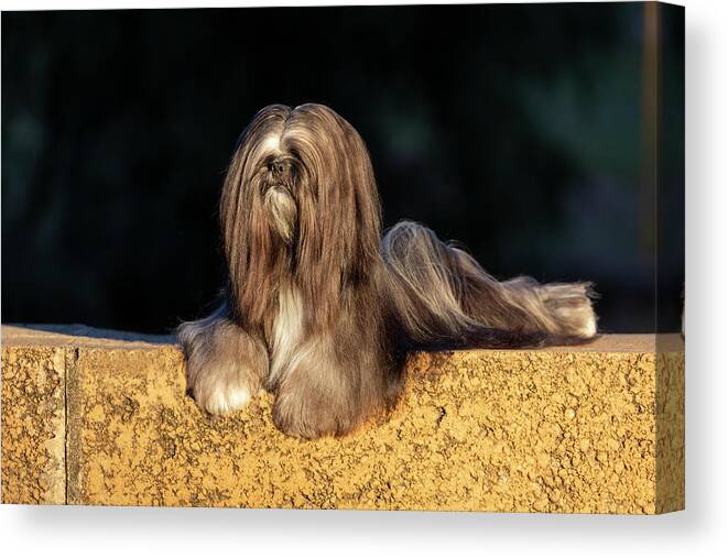 Lhasa Apso Canvas Print featuring the photograph Lhasa Apso #4 by Diana Andersen