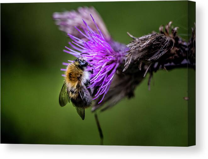Bee Canvas Print featuring the photograph The Bee #4 by Robert Grac