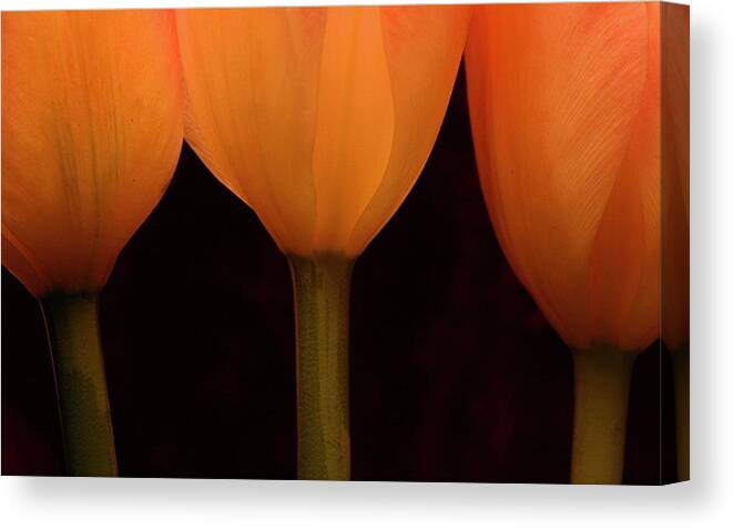 Macro Canvas Print featuring the photograph 3 Tulips by Julie Powell