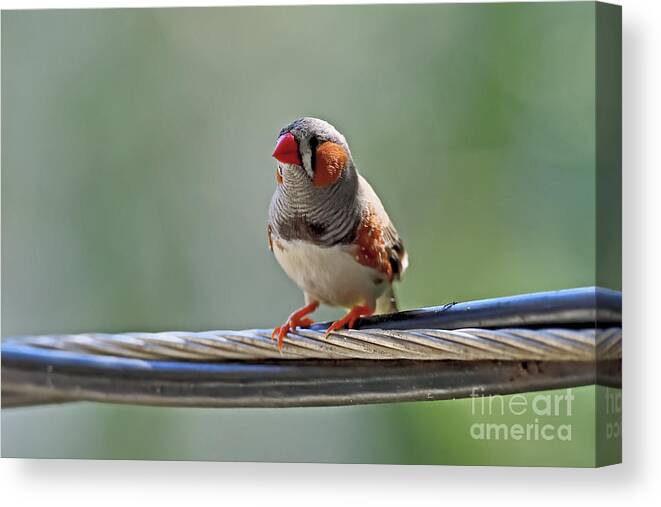 Zebra Finch Canvas Print featuring the photograph Wild Zebra Finch #3 by Amazing Action Photo Video