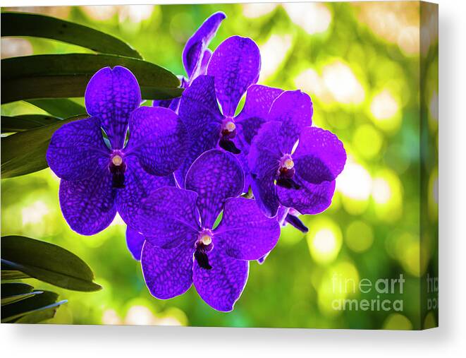 Background Canvas Print featuring the photograph Purple Orchid Flowers #31 by Raul Rodriguez