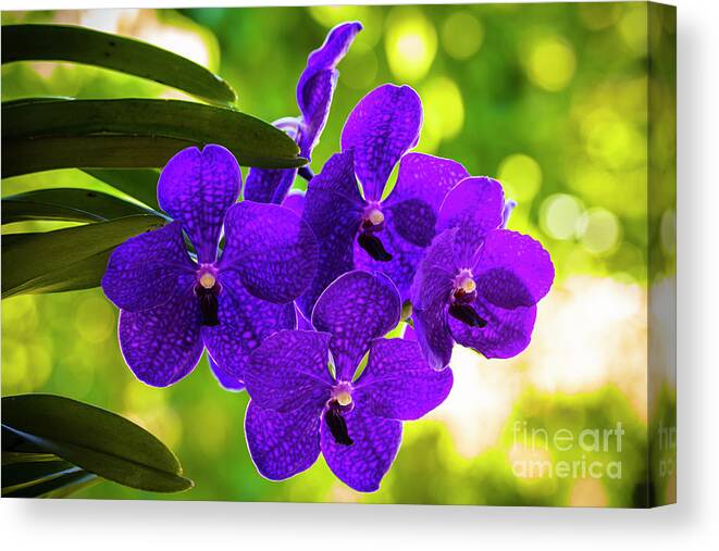 Background Canvas Print featuring the photograph Purple Orchid Flowers #32 by Raul Rodriguez