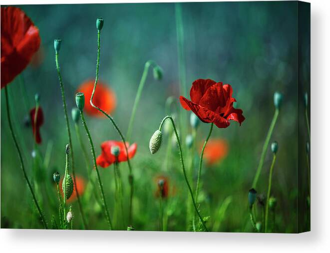Poppy Canvas Print featuring the photograph Summer Poppy Meadow #32 by Nailia Schwarz