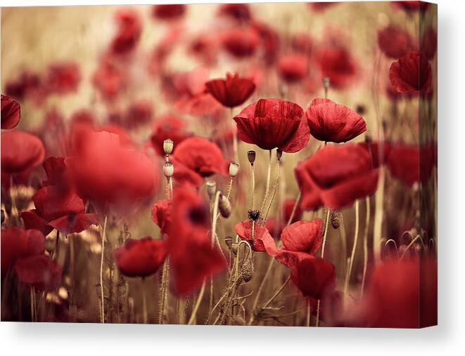 Poppy Canvas Print featuring the photograph Summer Poppy Meadow #33 by Nailia Schwarz