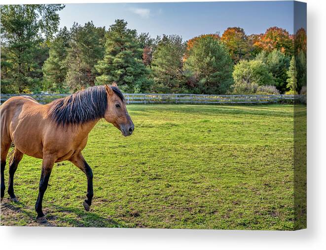 Airey Canvas Print featuring the photograph Autumn Horses of Uxbridge #2 by Dee Potter