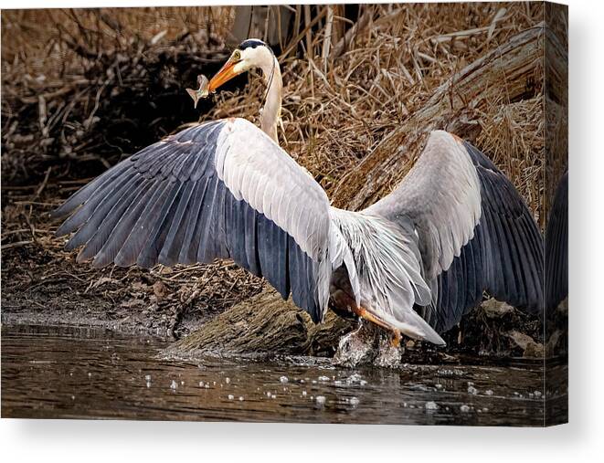 Great Blue Heron Canvas Print featuring the photograph Great Blue Heron #4 by Ira Marcus