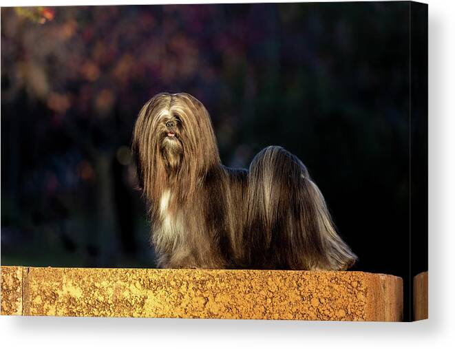 Lhasa Apso Canvas Print featuring the photograph Lhasa Apso in Full Coat by Diana Andersen