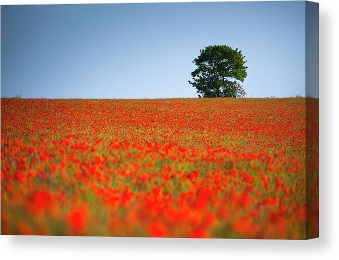 Alan Copson Canvas Print featuring the photograph Tree in a Poppy Field #4 by Alan Copson