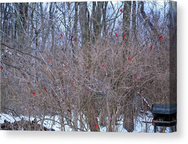 Cardinals Canvas Print featuring the photograph Cardinals Galore #40 by PJQandFriends Photography