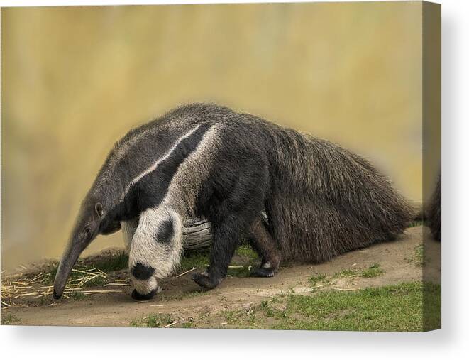 One Animal Canvas Print featuring the photograph Giant Anteater #5 by Mark Newman