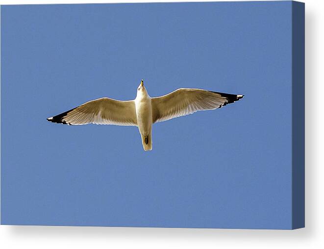 Larus Delawarensis Canvas Print featuring the photograph Ring-billed Gull in flight #5 by SAURAVphoto Online Store