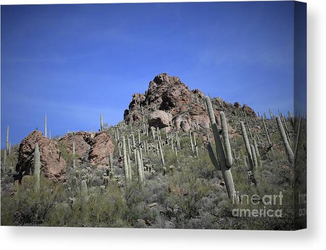 Saguaro National Park Canvas Print featuring the photograph Saguaro National Park #6 by Leslie M Browning