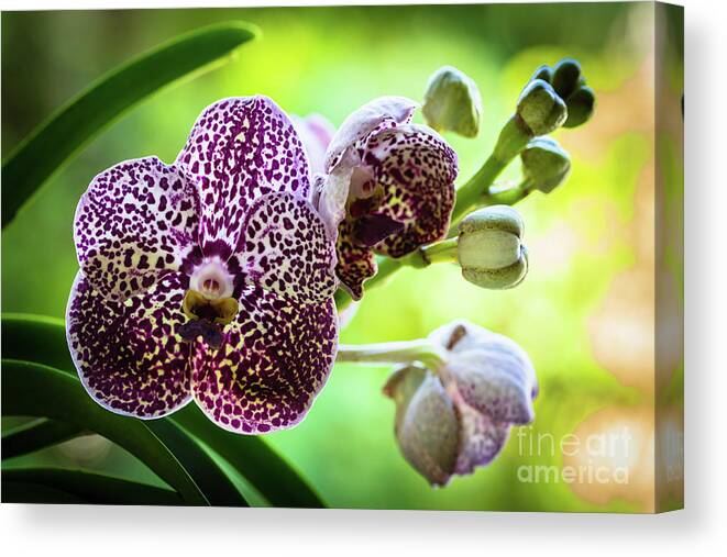 Ascda Kulwadee Fragrance Canvas Print featuring the photograph Spotted Vanda Orchid Flowers #6 by Raul Rodriguez