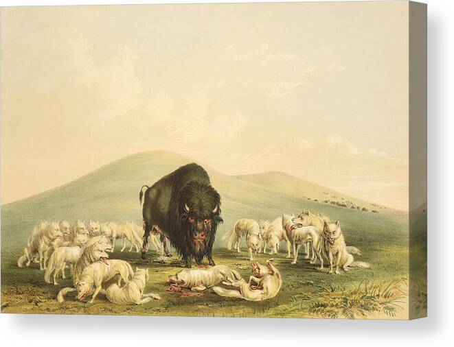 George Catlin Canvas Print featuring the painting Buffalo Hunt by George Catlin #1 by Mango Art