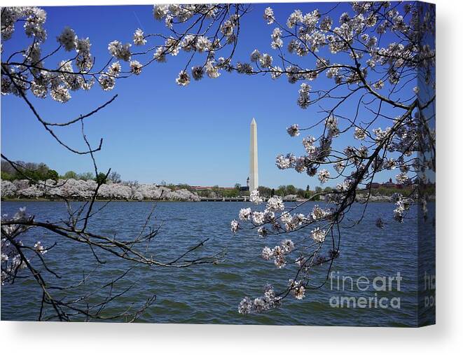  Canvas Print featuring the photograph Cherry Blossoms Washington DC #8 by Annamaria Frost