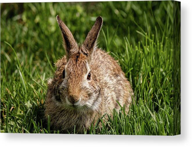 Cottontail Canvas Print featuring the photograph Eastern Cottontail rabbit #8 by SAURAVphoto Online Store