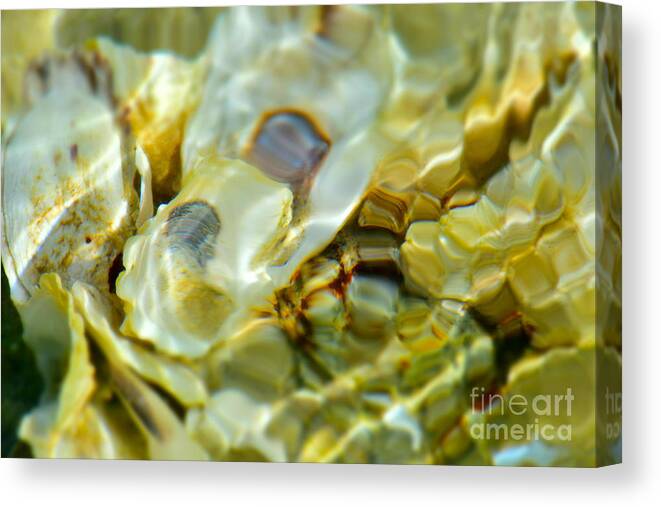 Refraction Canvas Print featuring the photograph Seashells Soliloquy Refraction by Debra Banks