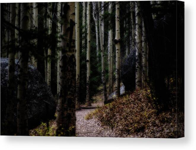 Co Canvas Print featuring the photograph Aspens, on the Devils' Head Trail by Doug Wittrock