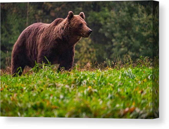 Bear Canvas Print featuring the photograph A beautiful brown bear in Romania's Carpathian mountains. by George Afostovremea