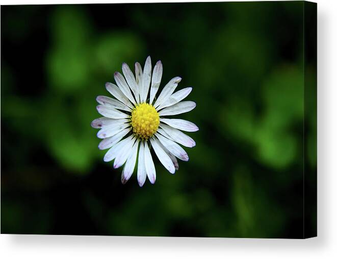 Bellis Perennis Canvas Print featuring the photograph Beautiful Bellis Perennis in grass by Vaclav Sonnek