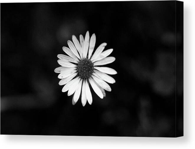 Bellis Perennis Canvas Print featuring the photograph Black and white bloom of bellis perennis by Vaclav Sonnek