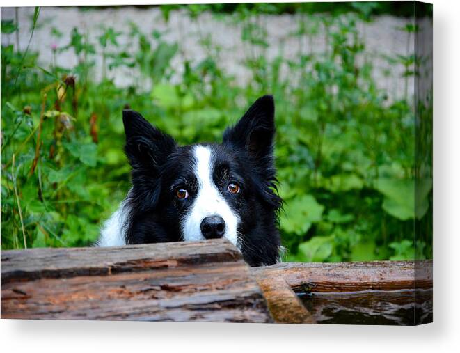 Dog Canvas Print featuring the photograph A border collie is waiting for a task. by Bernhard Schaffer