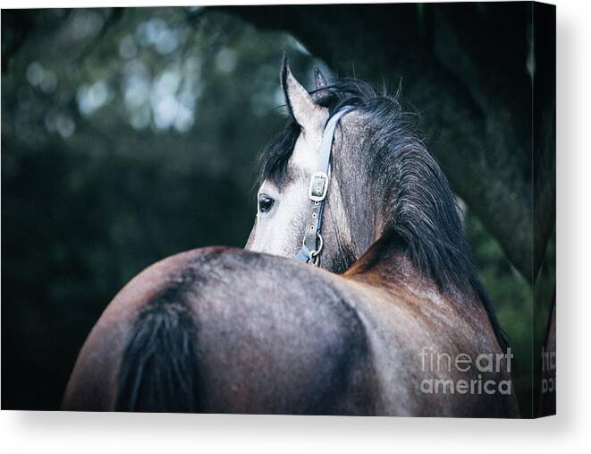 Horse Canvas Print featuring the photograph A close-up portrait of horse profile in nature by Dimitar Hristov