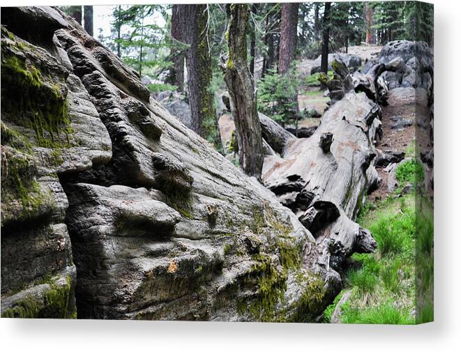 Sequoia National Park Canvas Print featuring the photograph A Fallen Giant Sequoia by Kyle Hanson