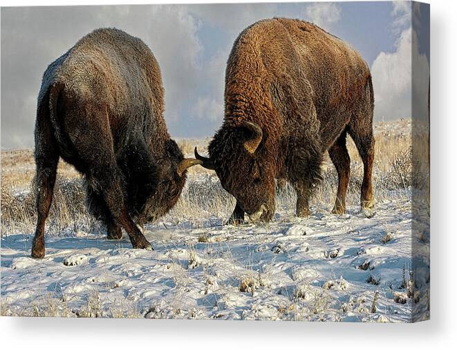 Winter Canvas Print featuring the photograph A fight Between Two Male Bison, American Buffalo in a Snow Field by OLena Art by Lena Owens - Vibrant DESIGN