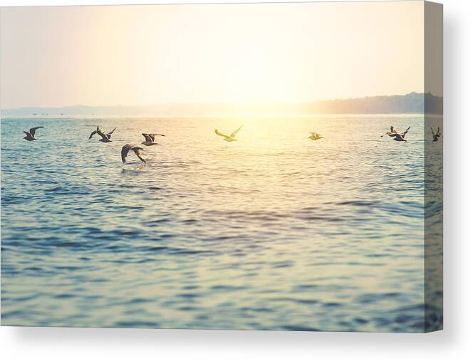 Scenics Canvas Print featuring the photograph a flight of seagulls over Lake Michigan by Rebecca Nelson