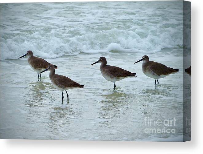 Willet Canvas Print featuring the photograph A Flock of Willets on the Beach on Honeymoon Island by L Bosco