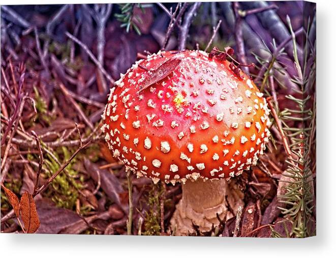Amanita Muscaria Canvas Print featuring the photograph A Fungus Among Us by David Desautel