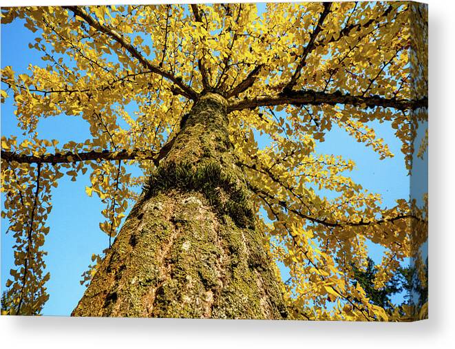 Tree Bark Texture Photograph by Bentley Davis - Pixels