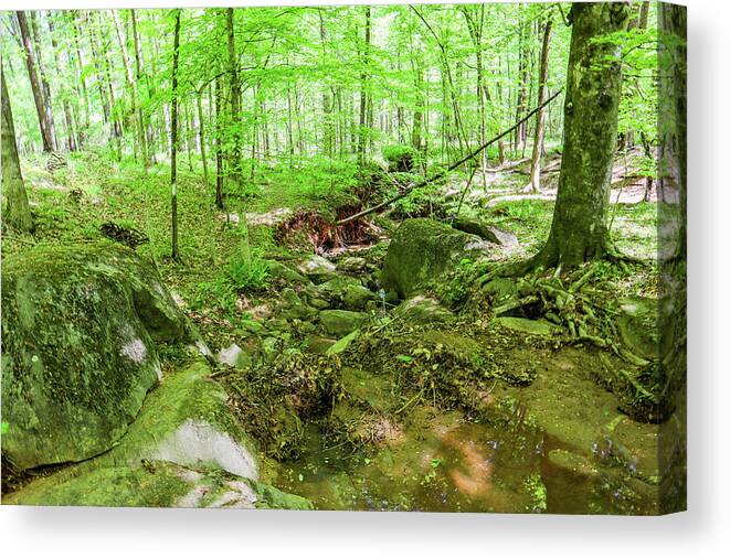 Piedmont National Wildlife Refuge Canvas Print featuring the photograph A Green Forest Interlude by Ed Williams