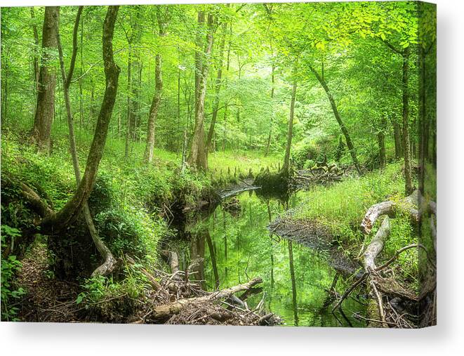 Croatan National Forest Canvas Print featuring the photograph A Green Spring View in the Forest by Bob Decker