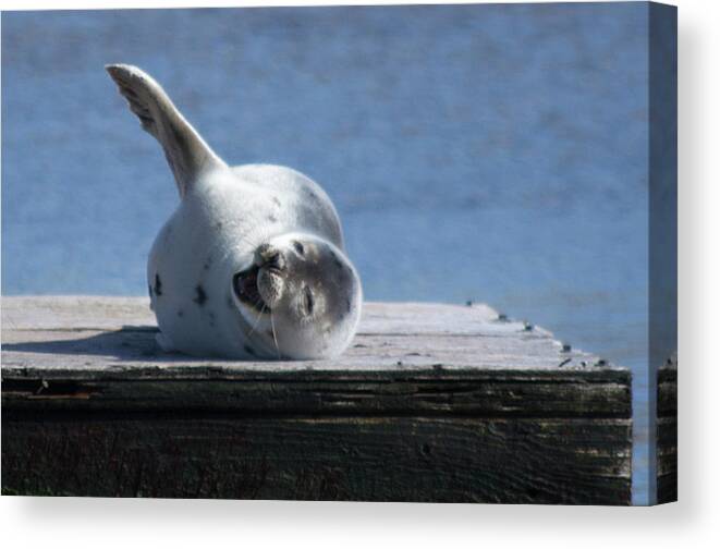 Provincetown Canvas Print featuring the photograph A Happy Greeting by Ellen Koplow