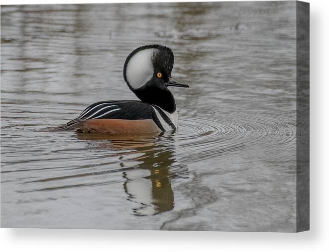 Hooded Merganser Canvas Print featuring the photograph A Hoodie by Jerry Cahill