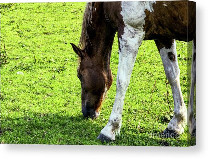 Horse Canvas Print featuring the photograph A horse feeding, in Heywood, Grt Manchester, England by Pics By Tony